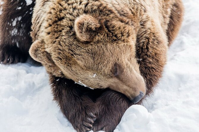 Ranua zoo family tour from rovaniemi exploring the day in detail