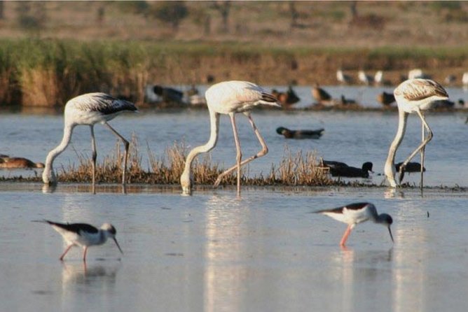 Private Half-Day Boat Tour in Ria Formosa from Faro - FAQ