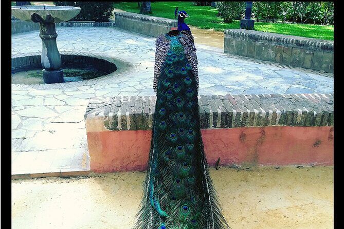 Alcazar and Cathedral of Seville Private Tour - Who this tour is best for