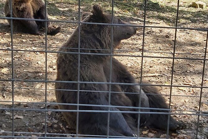 Bear Sanctuary Zarnesti,Bran Castle,Rasnov Fortres w/Hotel pickup - Liberty Bear Sanctuary Zarnesti: photos are fun, but rules are real