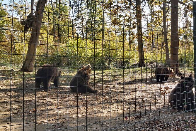 Bear Sanctuary Zarnesti,Bran Castle,Rasnov Fortres w/Hotel pickup - The driver-guide experience: flexibility and a local touch