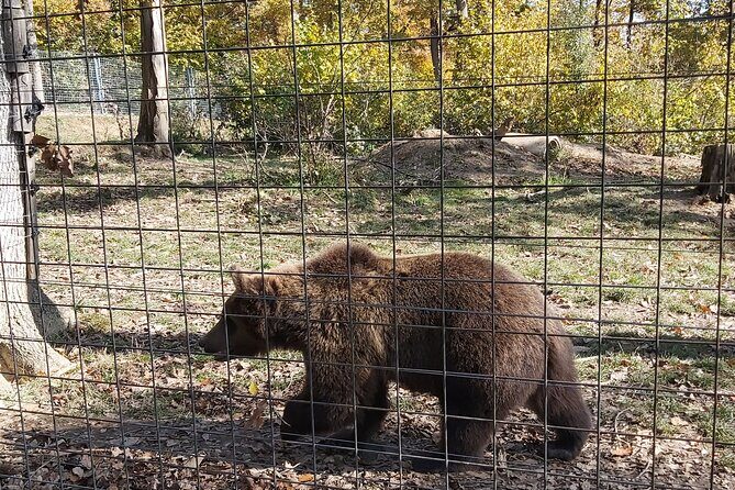 Bear Sanctuary Zarnesti,Bran Castle,Rasnov Fortres w/Hotel pickup - Value: why the bundle can be worth it