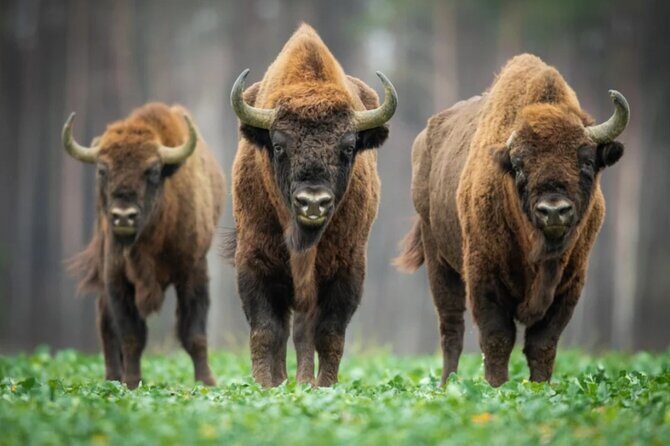 Bison Sanctuary, Vlad the Impaler Princely Court & Dracula Grave - Key highlights to know before you go