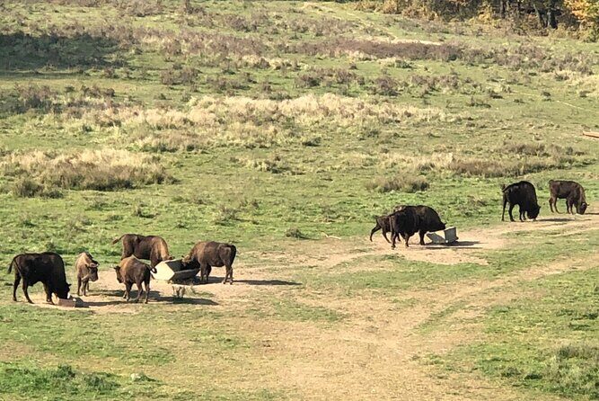Bison Sanctuary, Vlad the Impaler Princely Court & Dracula Grave - Pickup, timing, and how to plan your day