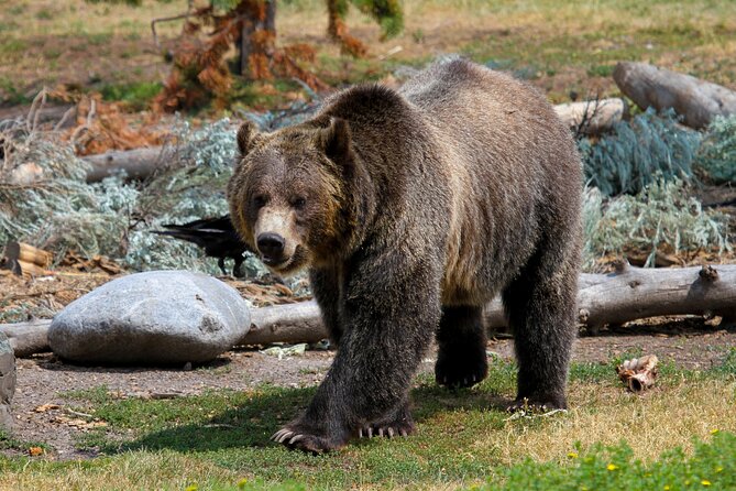 Family friendly private tour at yellowstone national park w/lunch highlights of the yellowstone family private tour