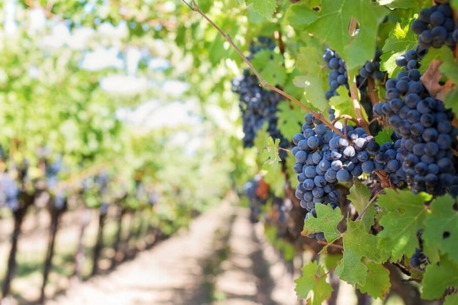 From Sorrento: Pompeii & Mt. Vesuvius Tour with Lunch & Wine - Value and price: what you’re really paying for