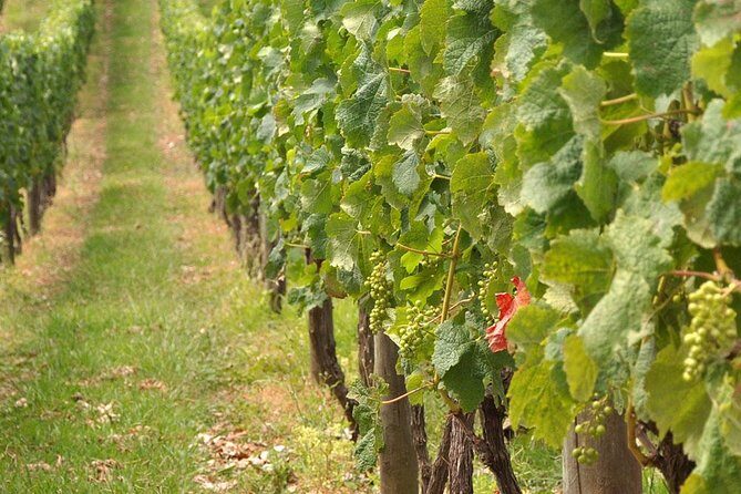 Full Day Small Group Pompeii Tour from Sorrento with Local Wine Tasting - Door-to-door logistics from Sorrento (so you can focus on ruins)