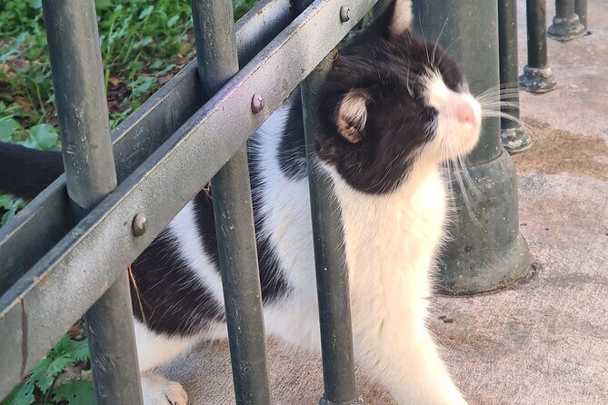 Meet the Cats of Acropolis and Thissio Private Tour - Price and value: is $83.08 per person worth it?