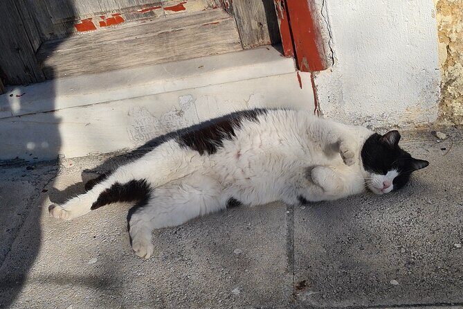 Meet the Cats of Acropolis and Thissio Private Tour - Timing, weather, and comfort on this 1.5-hour route