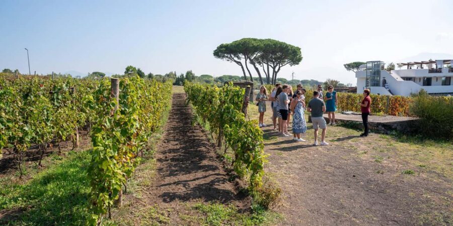 Mount Vesuvius: 5 Wine Tastings with Tour & Lunch Included - Who This Tour Is Best For (and Who Should Rethink It)