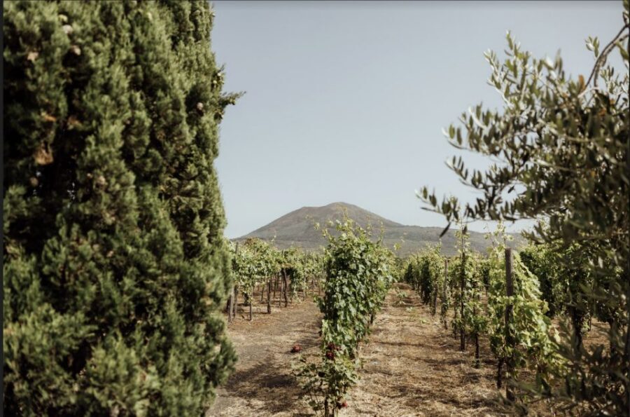 Mount Vesuvius: Vineyard Tour with Wine Tasting and Lunch - Key moments worth planning for