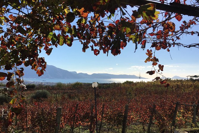 Mt. Vesuvius Wine Tasting and Lunch Experience from Pompeii - Quick take: what matters most