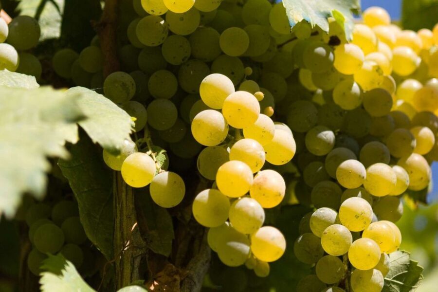Naples: Mount Vesuvius Vineyard Tour w/ Lunch & Wine Tasting - What you taste: the Vesuvius wine lineup