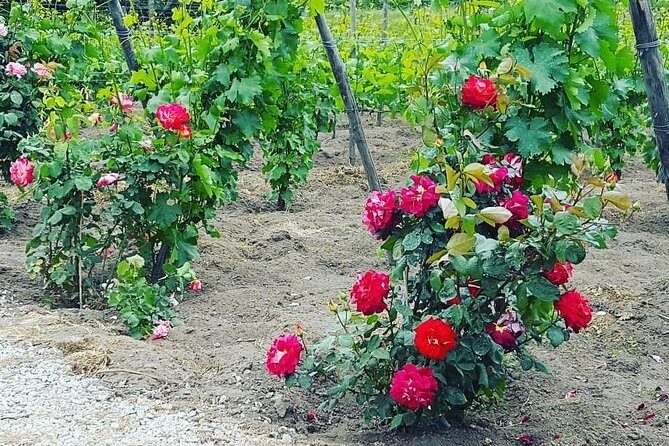 Pompei Archeological site and Wine tasting Experience - The Two-Hour Pompeii Pace: Great for First-Timers, Tight for Slow Readers