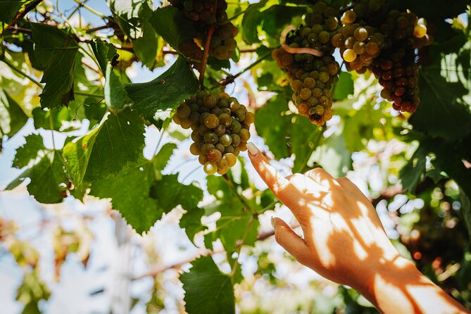 Pompeii Guided Tour & Lunch with Superior Wine Tasting - What “small-group” really means for Pompeii and the wineries