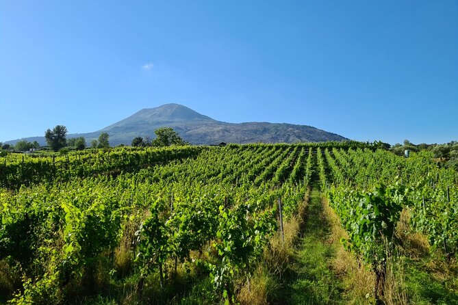 Pompeii Guided Tour & Lunch with Superior Wine Tasting - Practical tips for a smoother day (Pompeii to wine)