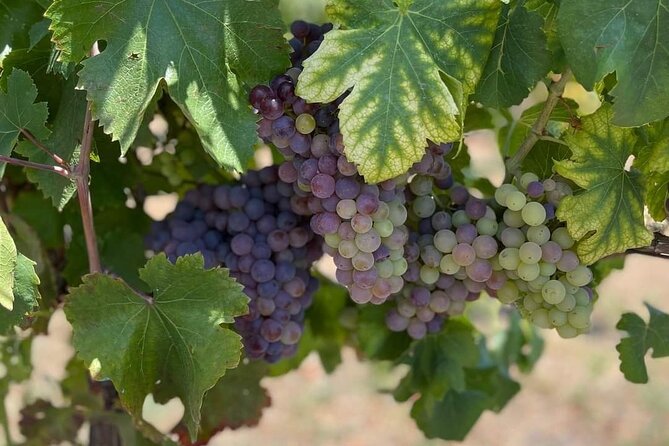 Pompeii & Wine Tasting : Private Day Trip from Naples - Naples to Pompeii by 9 a.m.: the schedule that makes sense