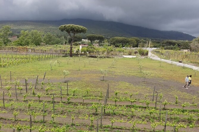 Pompeii & Wine Tasting : Private Day Trip from Naples - Price and logistics: what your $240.32 buys (and what it doesn’t)