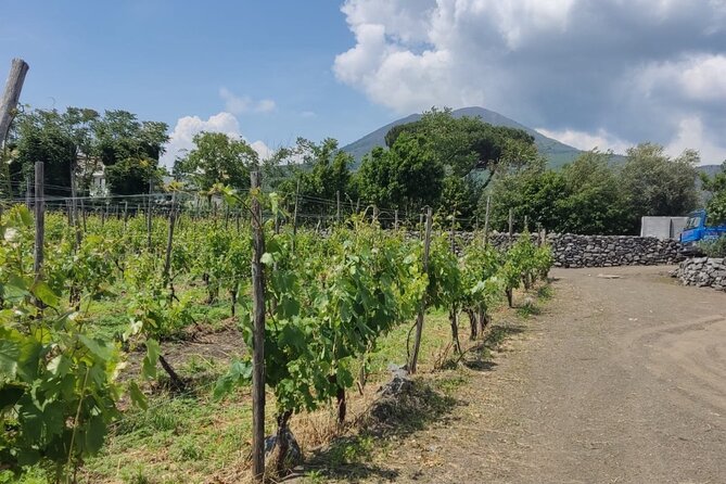 Pompeii & Wine Tasting : Private Day Trip from Naples - Pacing, comfort, and what to plan for