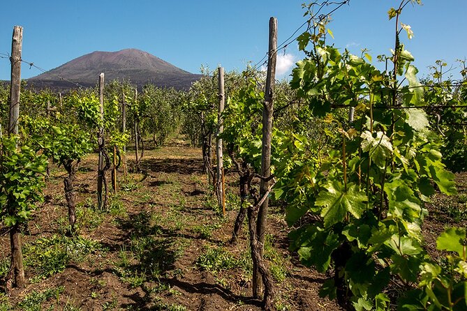 Pompeii with Wine Tasting and Lunch from Naples - Key points to know before you go