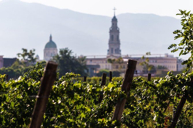Private Pompeii Tour with Organic Wine Tasting & Lunch - Bosco de’ Medici: vineyards, cellar time, and organic wine sampling