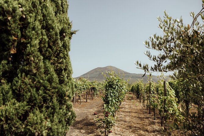 Private Tour in Pompeii and Vesuvius - Vesuvius National Park: The Climb and the View Payoff