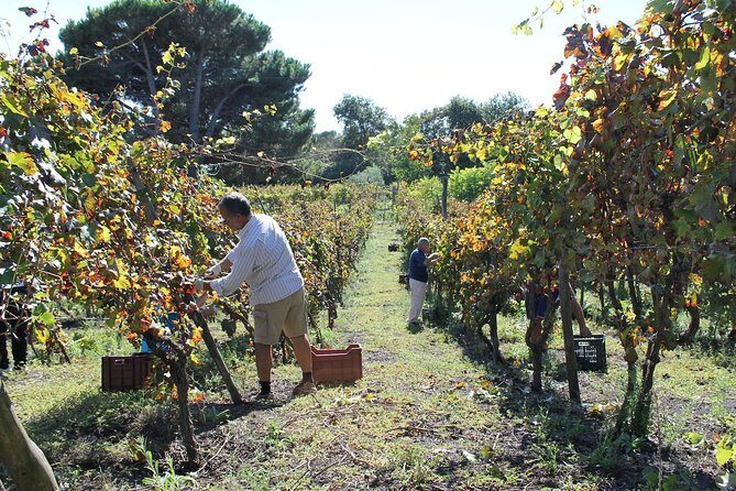 Private Tour: Pompeii & Wine Tasting at the Slopes of Mt Vesuvius - Pompeii with 2 hours of private guidance: forum to temples