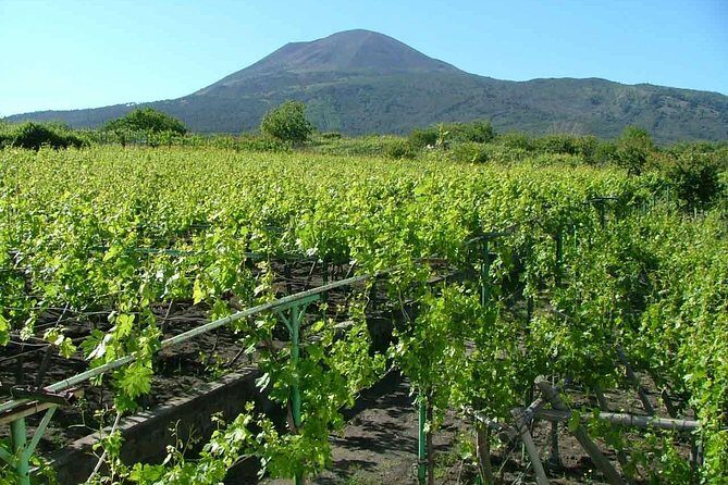 Private Tour: Pompeii & Wine Tasting at the Slopes of Mt Vesuvius - Should you book it? My take for a smart Pompeii day