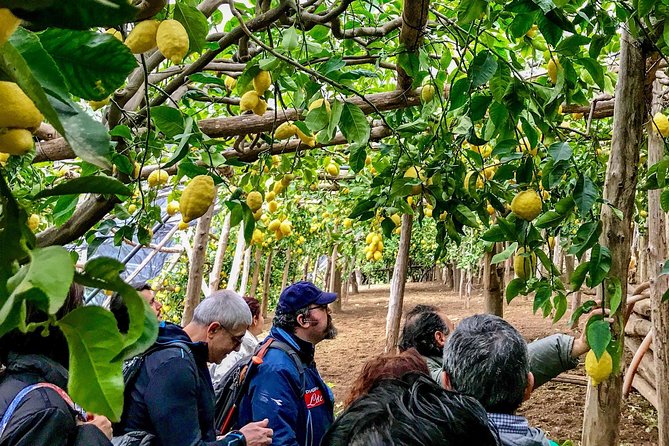 Private Tour: The Path of the Lemons - Key Things to Know Before You Walk the Path of the Lemons