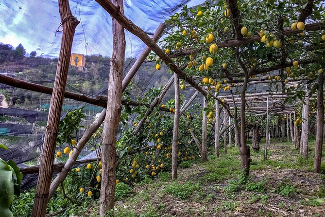 Private Tour: The Path of the Lemons - What Kind of Traveler This Is Best For