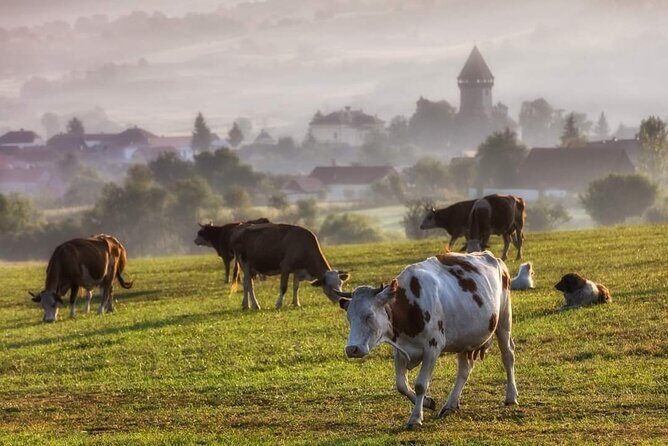 Transfer Bucharest -Brasov with Targoviste and Bran Castle visits - Who This Tour Fits Best (and Who Should Skip It)