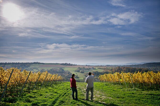 Wieliczka Vineyard: Wine tasting with local snacks - A One-and-a-Half Hour Vineyard Break in Krakow’s Tempo