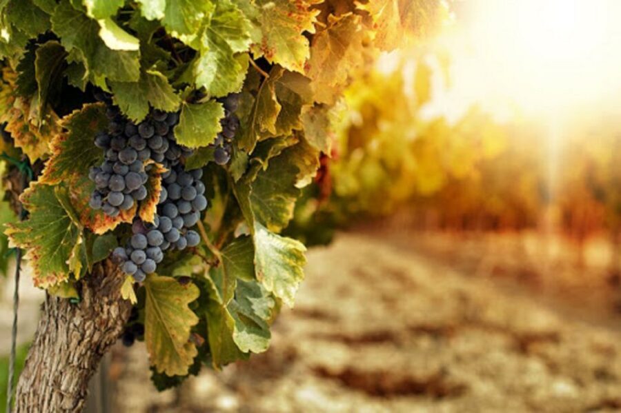 Wine Tasting Experience on the slopes of Vesuvius - Key things I’d watch for
