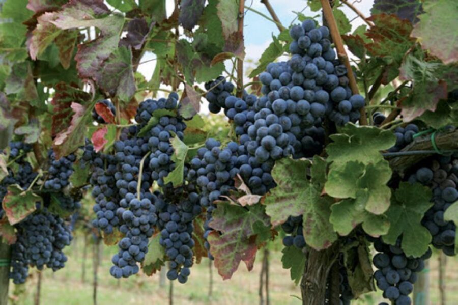 Wine Tasting Experience on the slopes of Vesuvius - Winery stop and Lacryma Christi DOC tasting: the main event